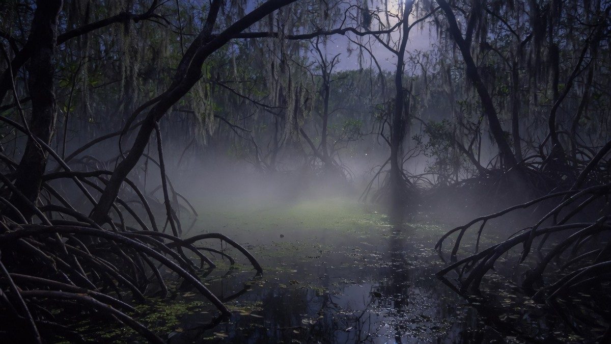 Marais brumeux et sombre la nuit, végétation dense de mangrove et clair de lune filtrant à travers les branches