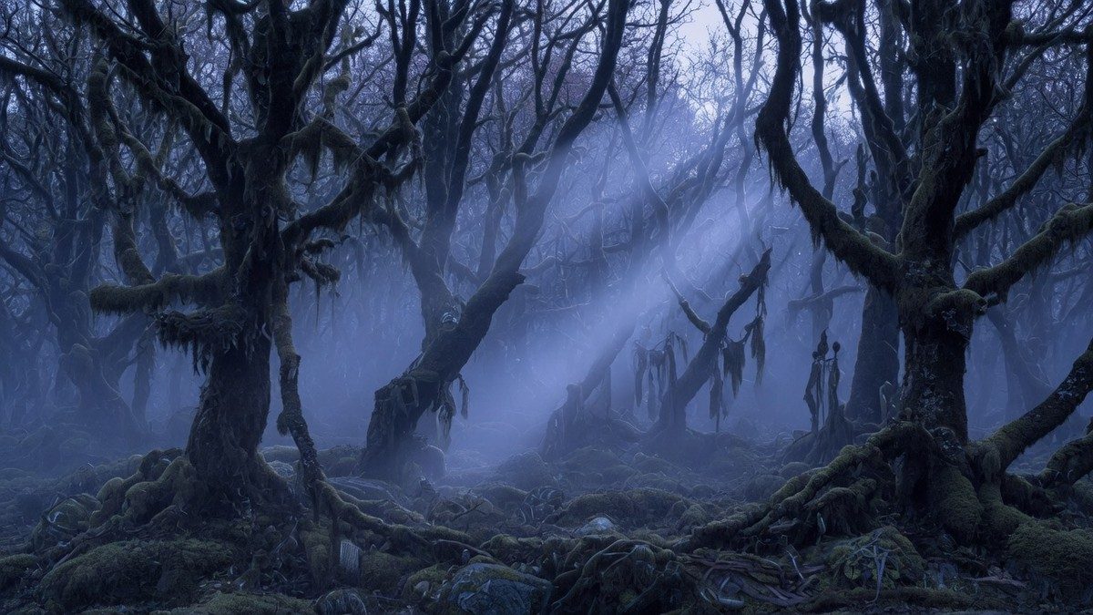 Forêt suédoise brumeuse et inquiétante au crépuscule, ambiance de folk horror
