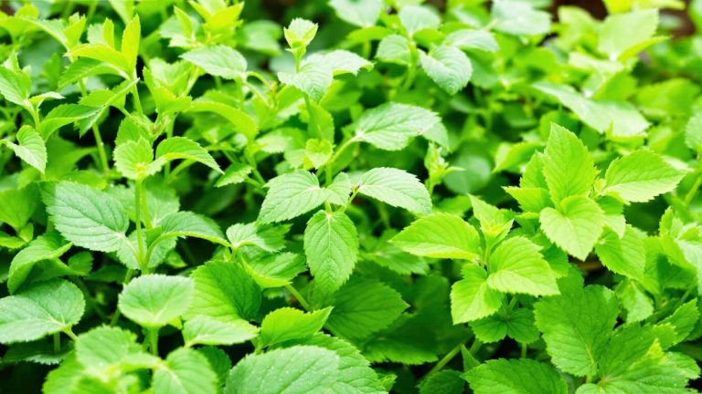 Elle cuisine les mauvaises herbes du jardin