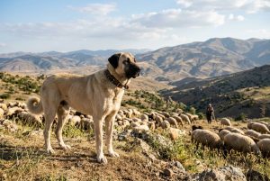 découvrez le kangal, le chien de garde turc réputé pour sa force, son intelligence et ses origines fascinantes. apprenez tout sur cette race exceptionnelle et son rôle traditionnel.