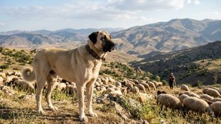 découvrez le kangal, le chien de garde turc réputé pour sa force, son intelligence et ses origines fascinantes. apprenez tout sur cette race exceptionnelle et son rôle traditionnel.