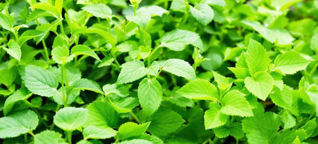 Elle cuisine les mauvaises herbes du jardin